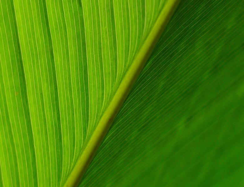 eco2-home-leaf